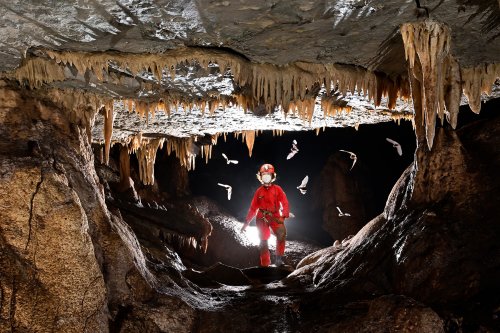 Caverna Paraiso (Para, Brésil) - Spéléo au milieu de chauves-souris en vol dans une galerie(SP-23-1095)